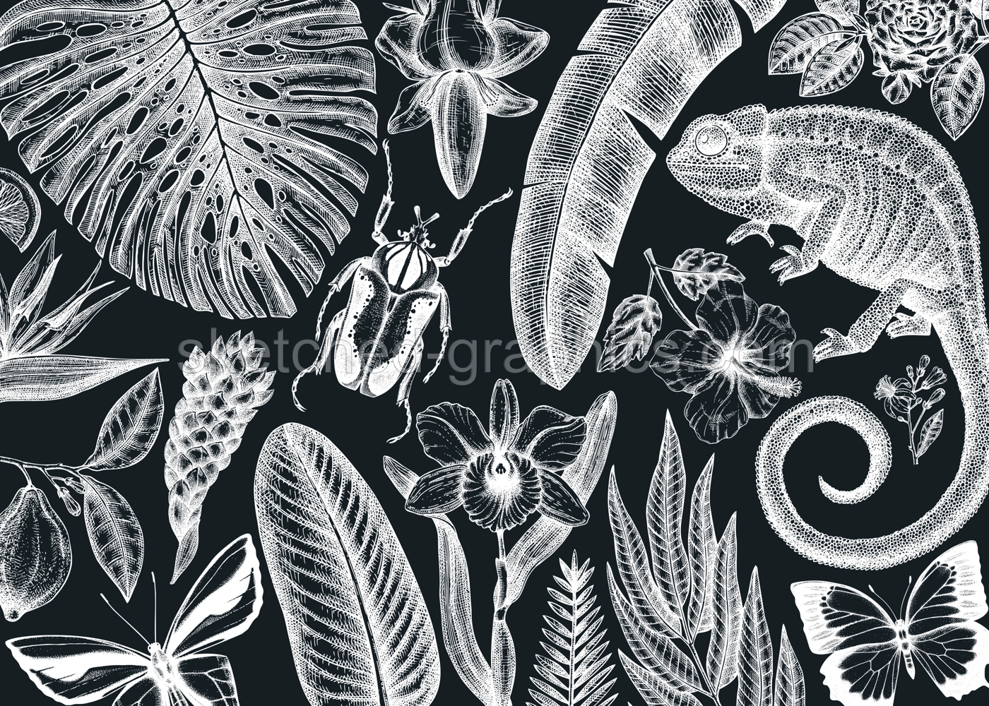 Tropical banner design on chalkboard. Vector frame with hand drawn tropical plants, exotic flowers, palm leaves, insects and chameleon. Vintage wildlife background with tropical plants and animals. Illustration